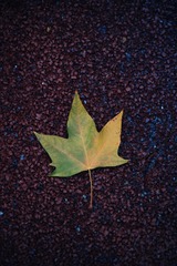 834BD54F-4BA9-4085-AE11-227CEA1AE09F/L0/001