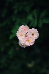 759215