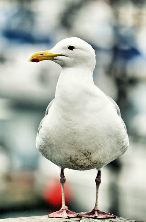 sea gull