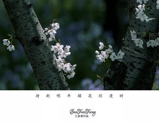 还是樱花