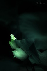 寻荷2