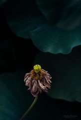 寻找荷