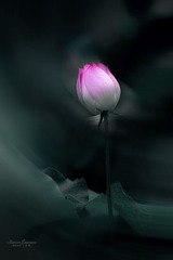 荷花魅影