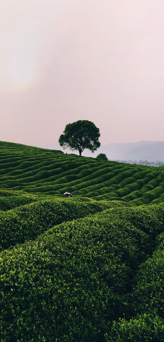 茶园一手机摄影