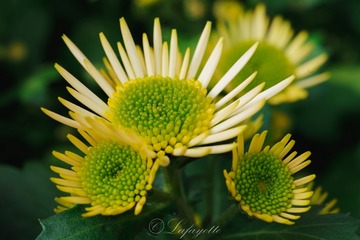 ZLS07180_20210210