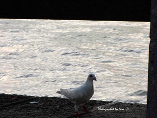IMG_0005
