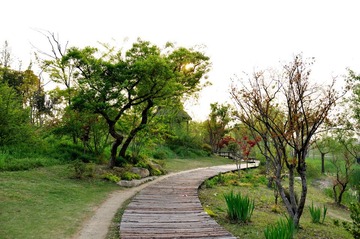江湾新城湿地公园