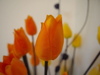 P5230069