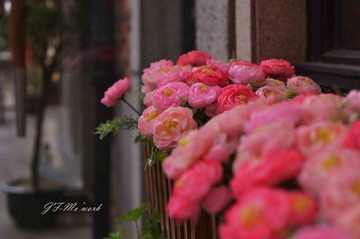 DSC_7510传.jpg