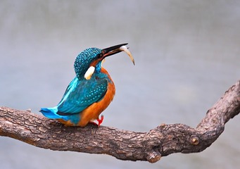 15909