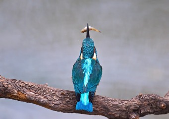 15915