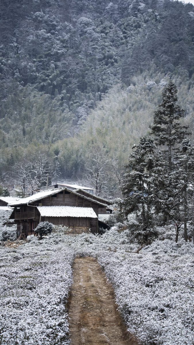 武夷山桐木麻粟雪景