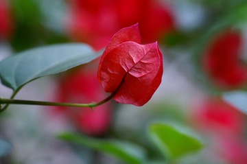 PICT0087