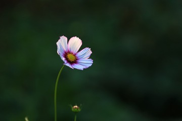 0005