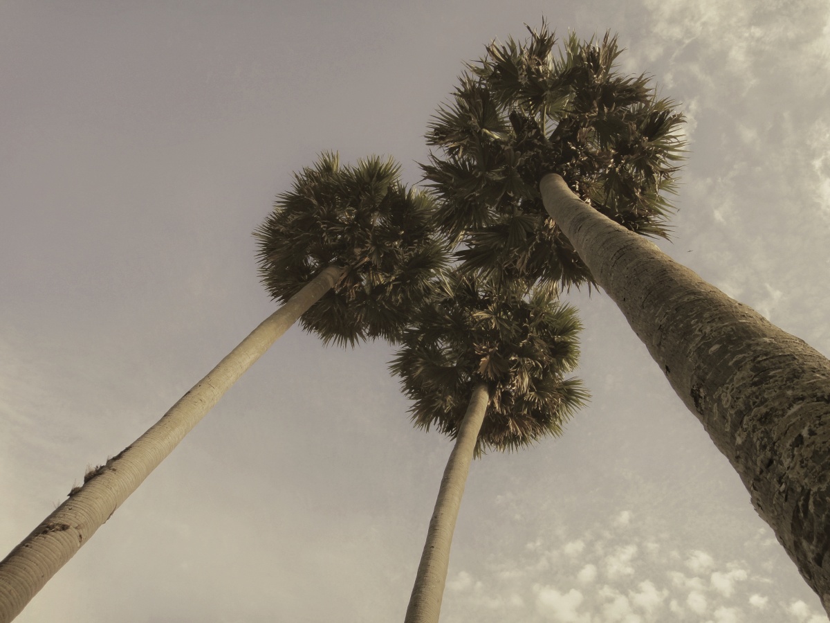 柬埔寨国树: 棕糖树