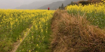  婺源 油菜花田
