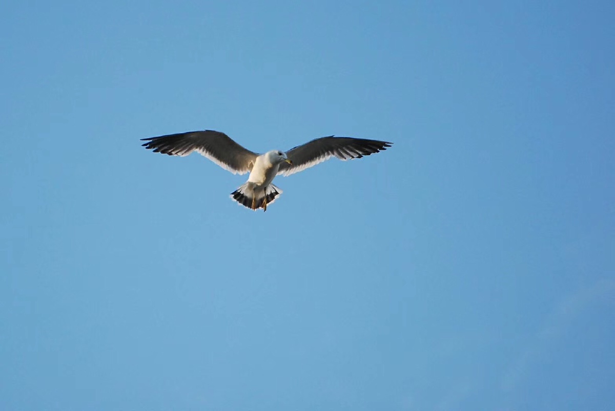 自由自在我心飞翔