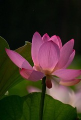 DSC00920-1