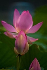 DSC00922-1