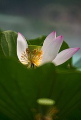 DSC00925-1