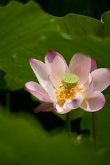 DSC00958-1