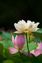 DSC00983-1