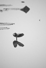 DSC01185-1