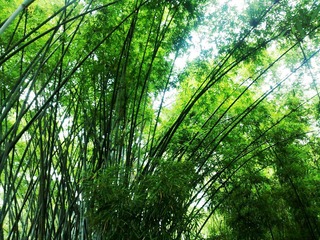 丝丝的绿