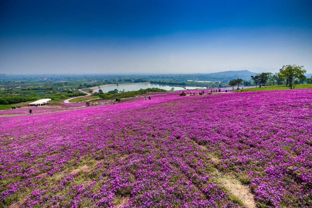 句容芝樱小镇盛开芝樱花