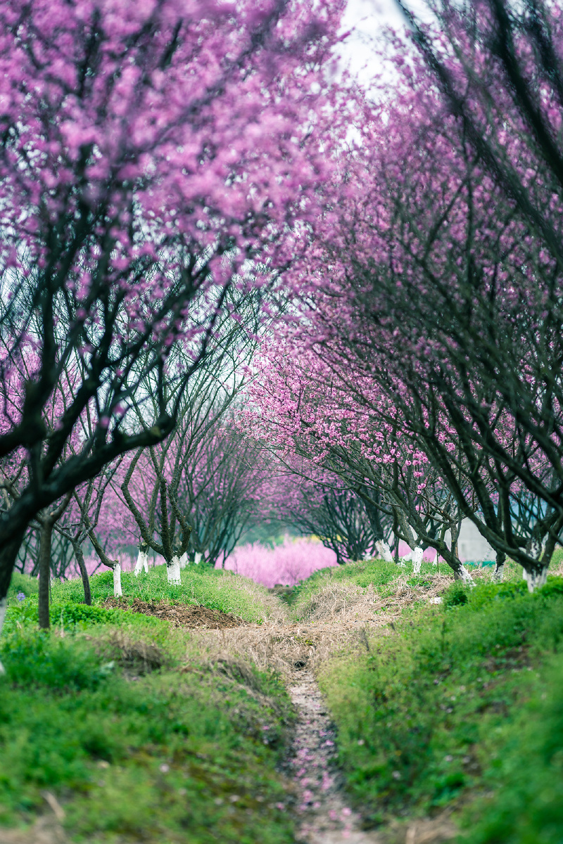 摄于溧水秦淮梅园