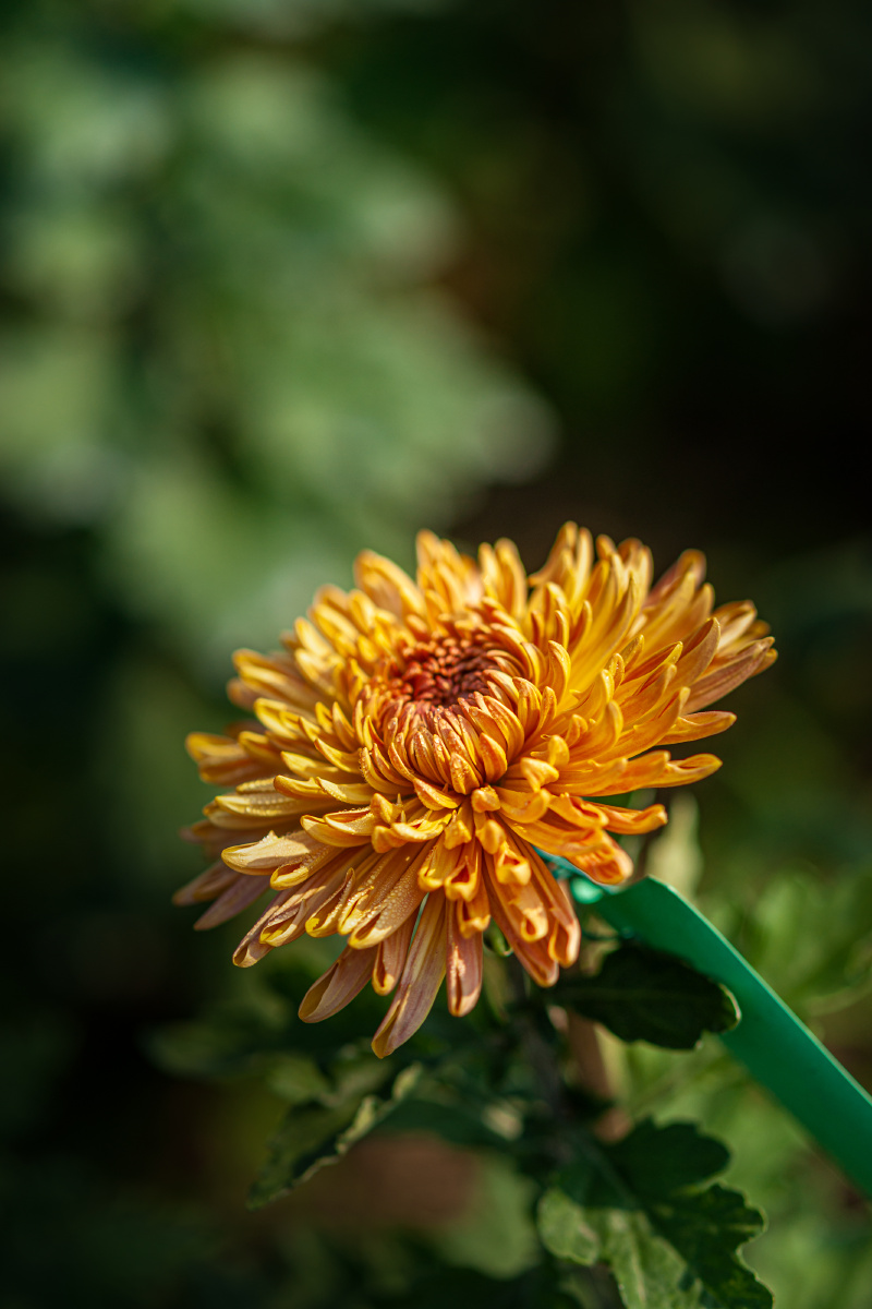 菊花开放的时候