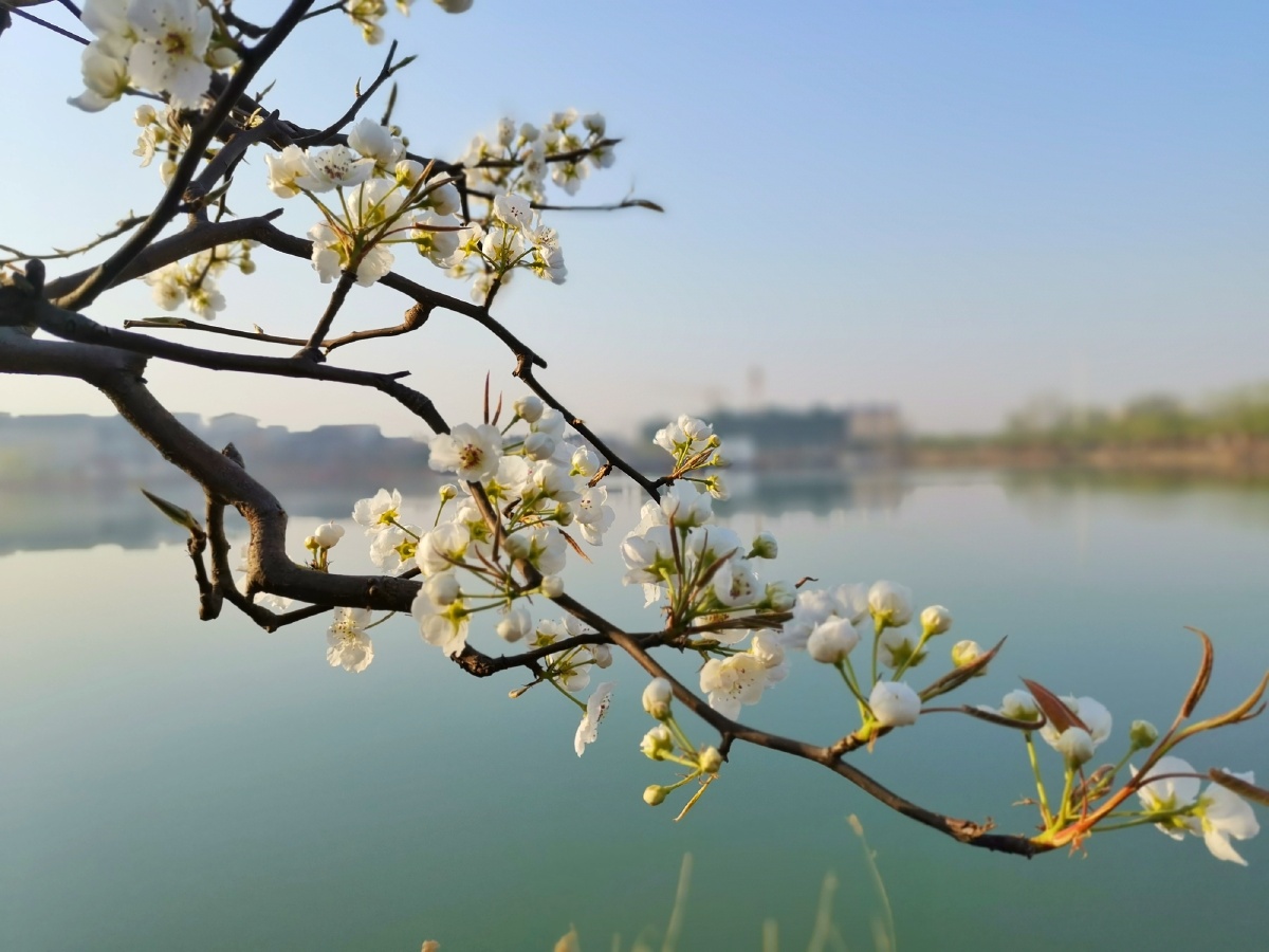 砀山东湖湾之晨