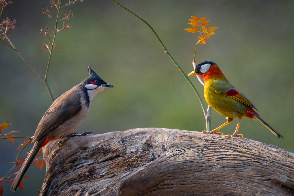 红耳鹎与相思鸟