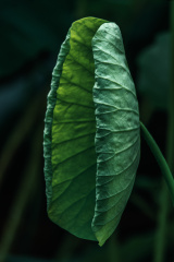 _DSC3531