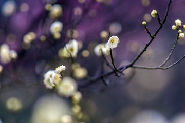 梅花-1
