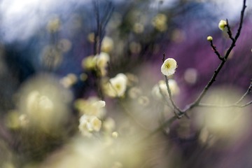 梅花-2