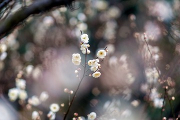 梅花-3