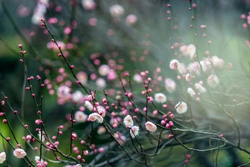 梅花-4