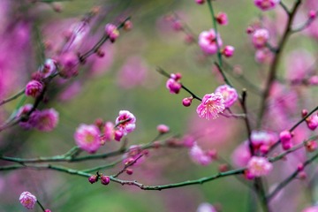 梅花-5