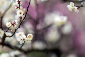 梅花-6