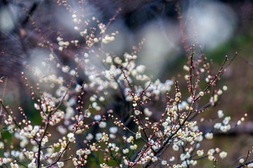 梅花-7