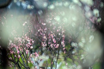 梅花-8