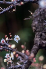 梅花-9