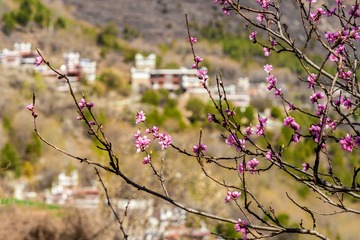 甲居藏寨-7