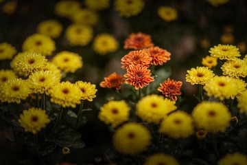 _DSC4819