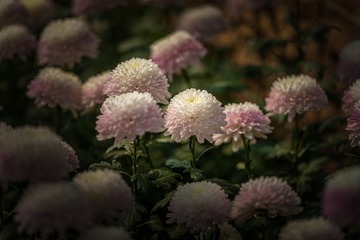 _DSC4814