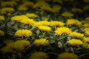 _DSC4796