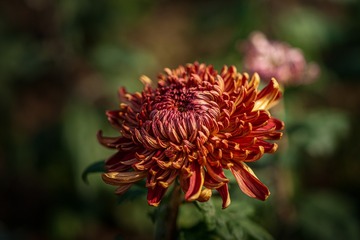 _DSC4778