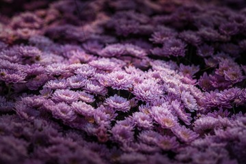 _DSC4766