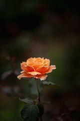 _DSC1798